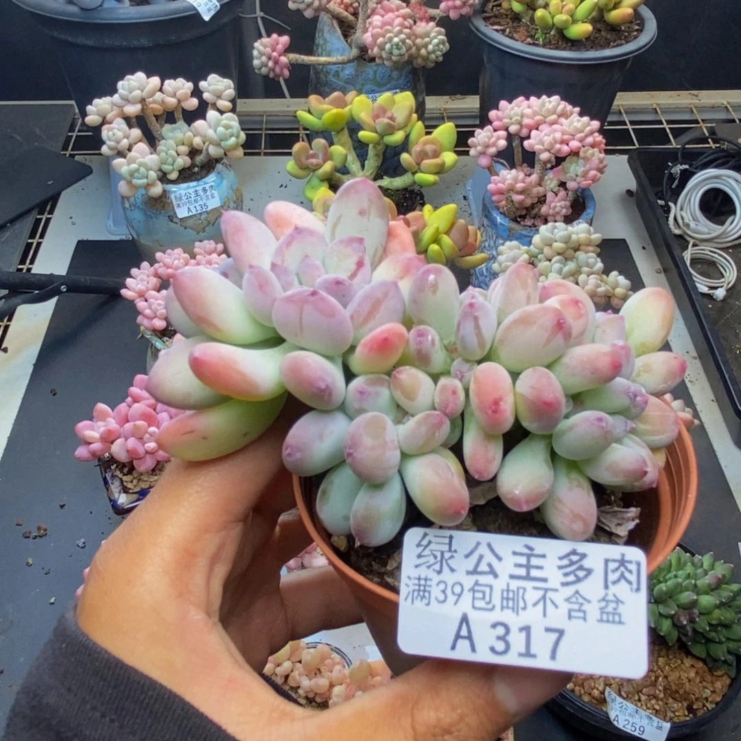 317苹果奶四代缀多肉7c m