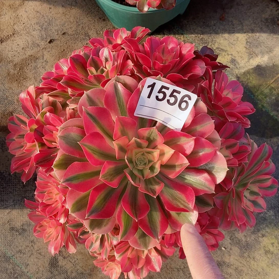 红陶1556女巫4duorouyinyang