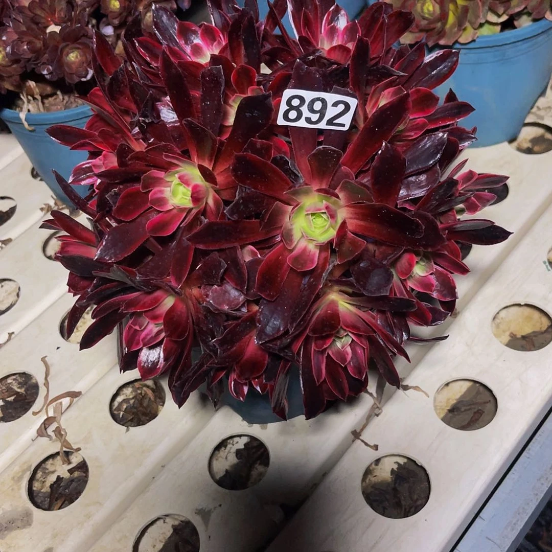 法师法师7–37包邮法师