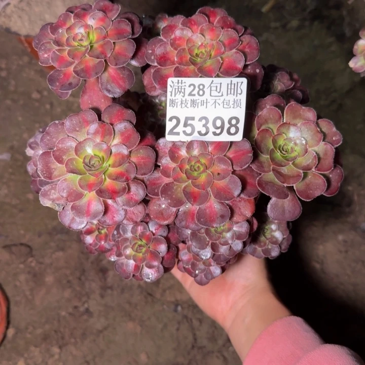 25398南晚霞不包断枝