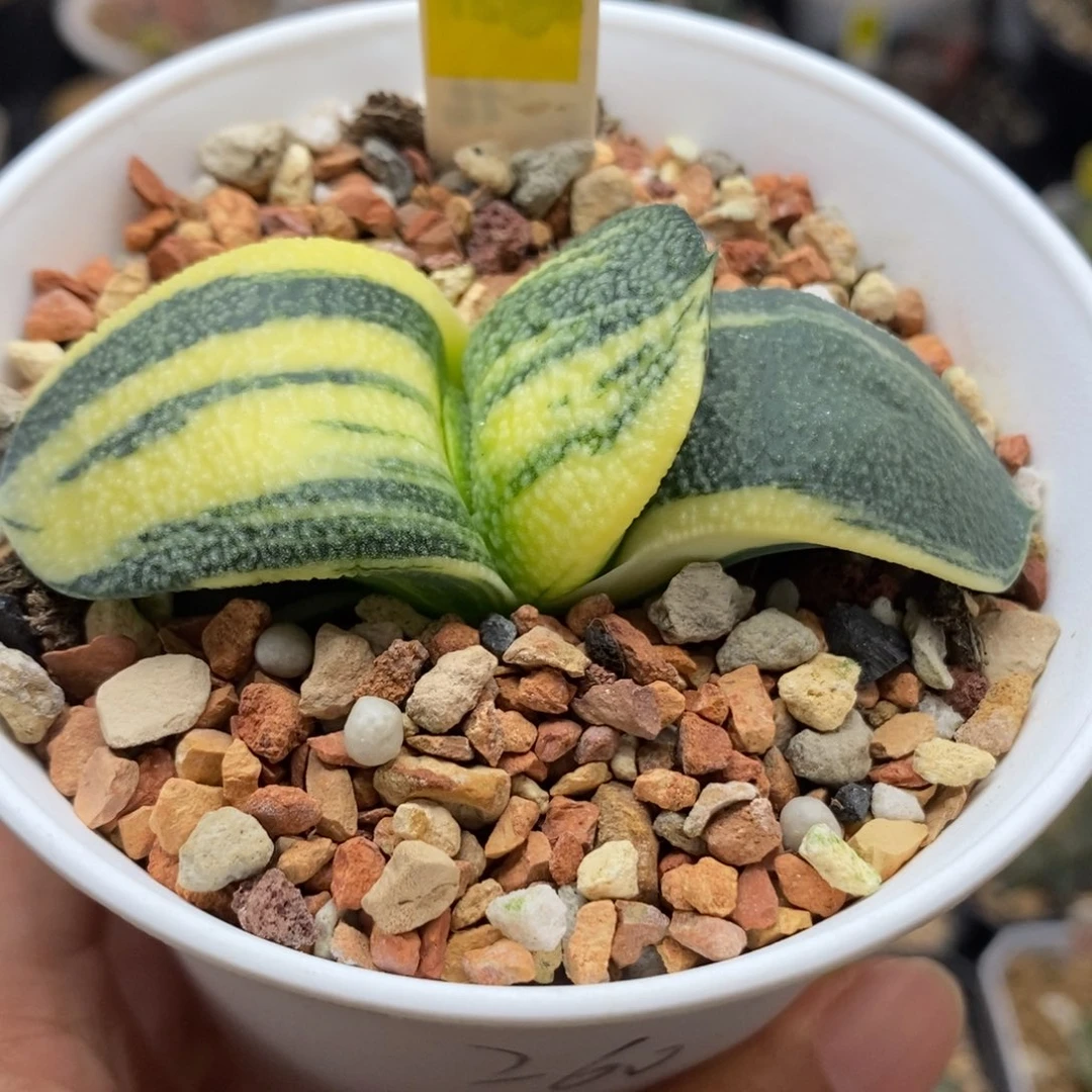 304珍珠卧牛锦一物一拍
