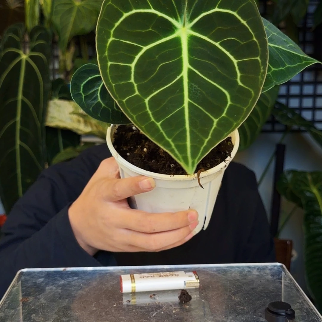 完全开放B158克莱恩