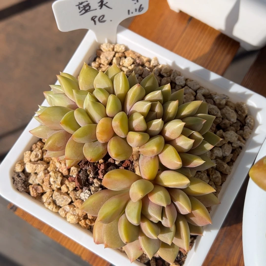 张张精品多肉蓝灵