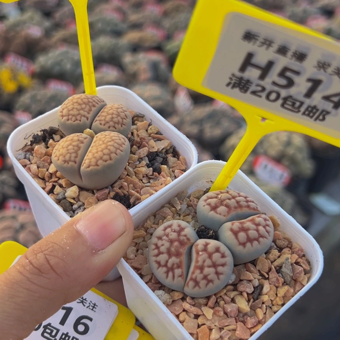 514.515 生石花大群生大群生