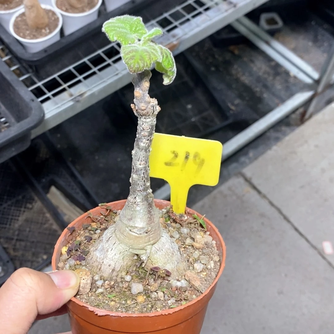 安卡丽娜多肉植物