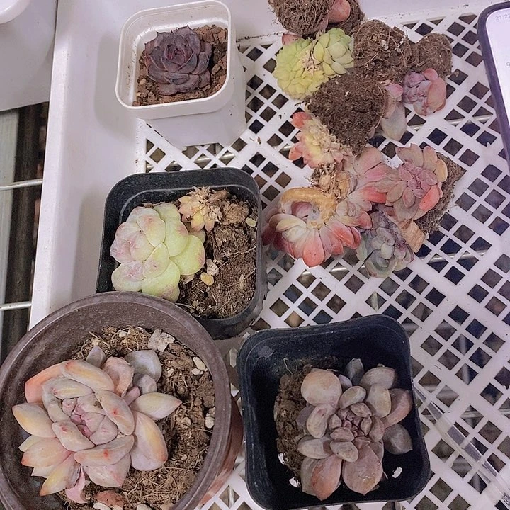 正版冰玉系列包邮