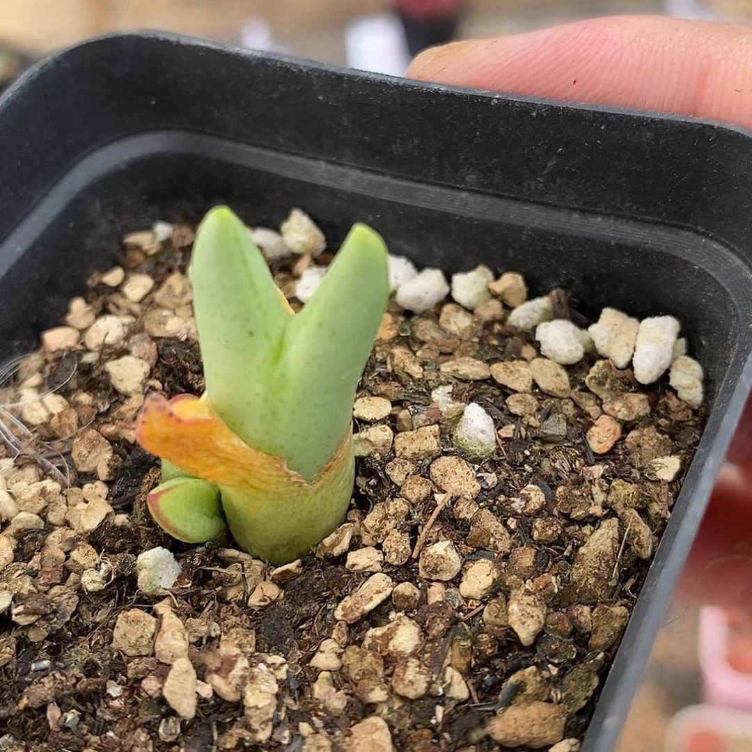 2684一颗一颗一颗