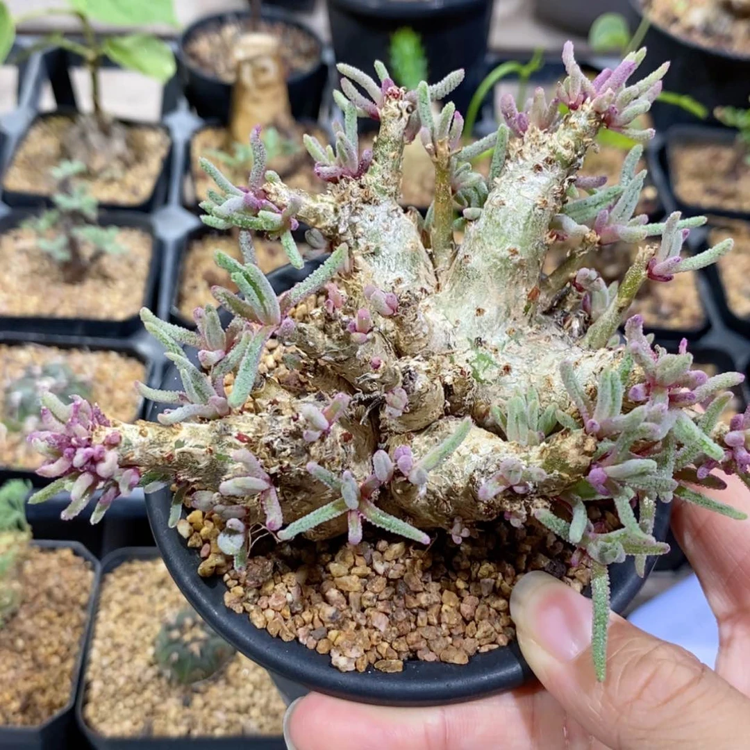 【闪购商品】天赐天赐