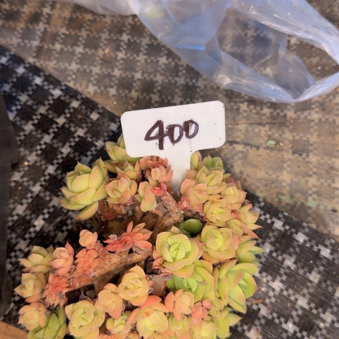 子***琛多肉植物的生长发育与生长