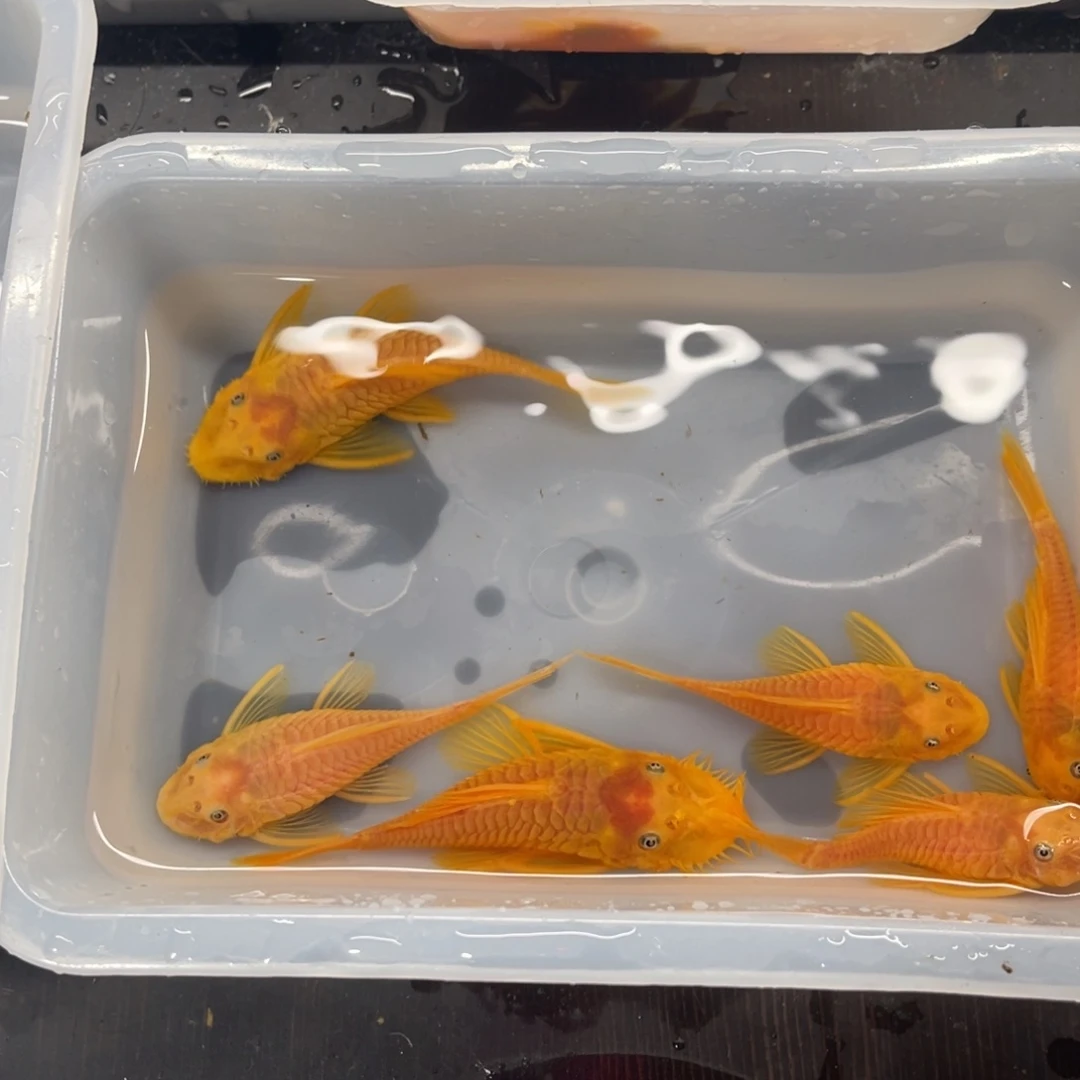 清道夫鱼胡子俩公4母开箱视频报损