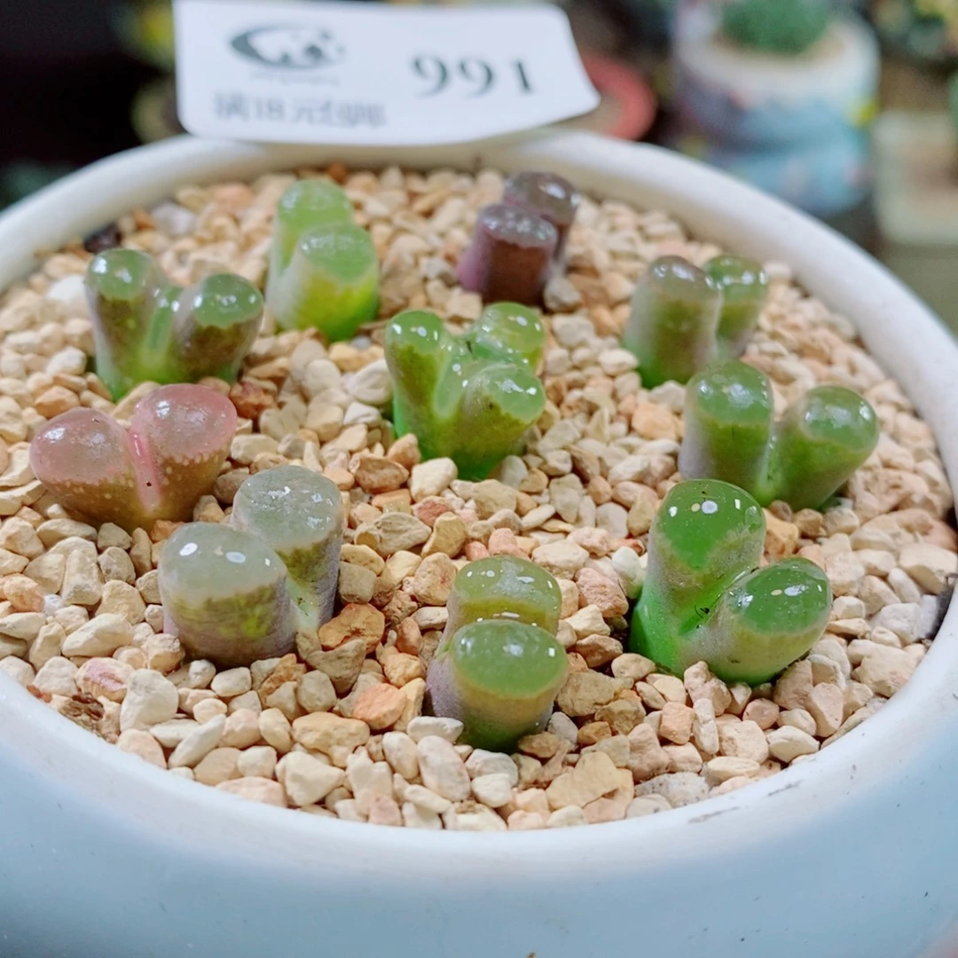 生石花花花花花花花991