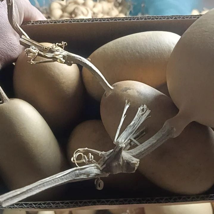 *****天然葫芦20个冬瓜葫芦瑕疵