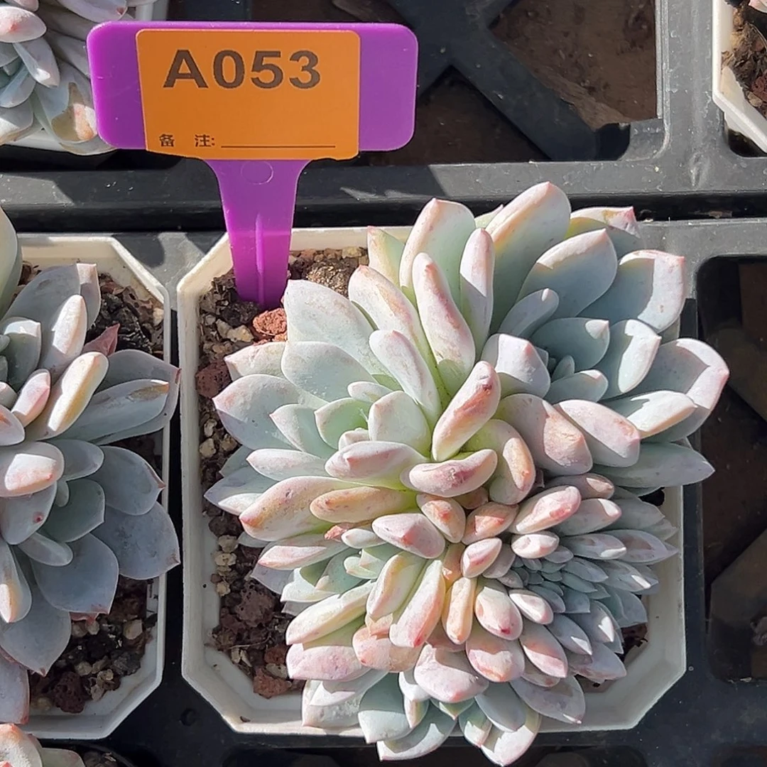冰***蕾多肉植物一物一拍