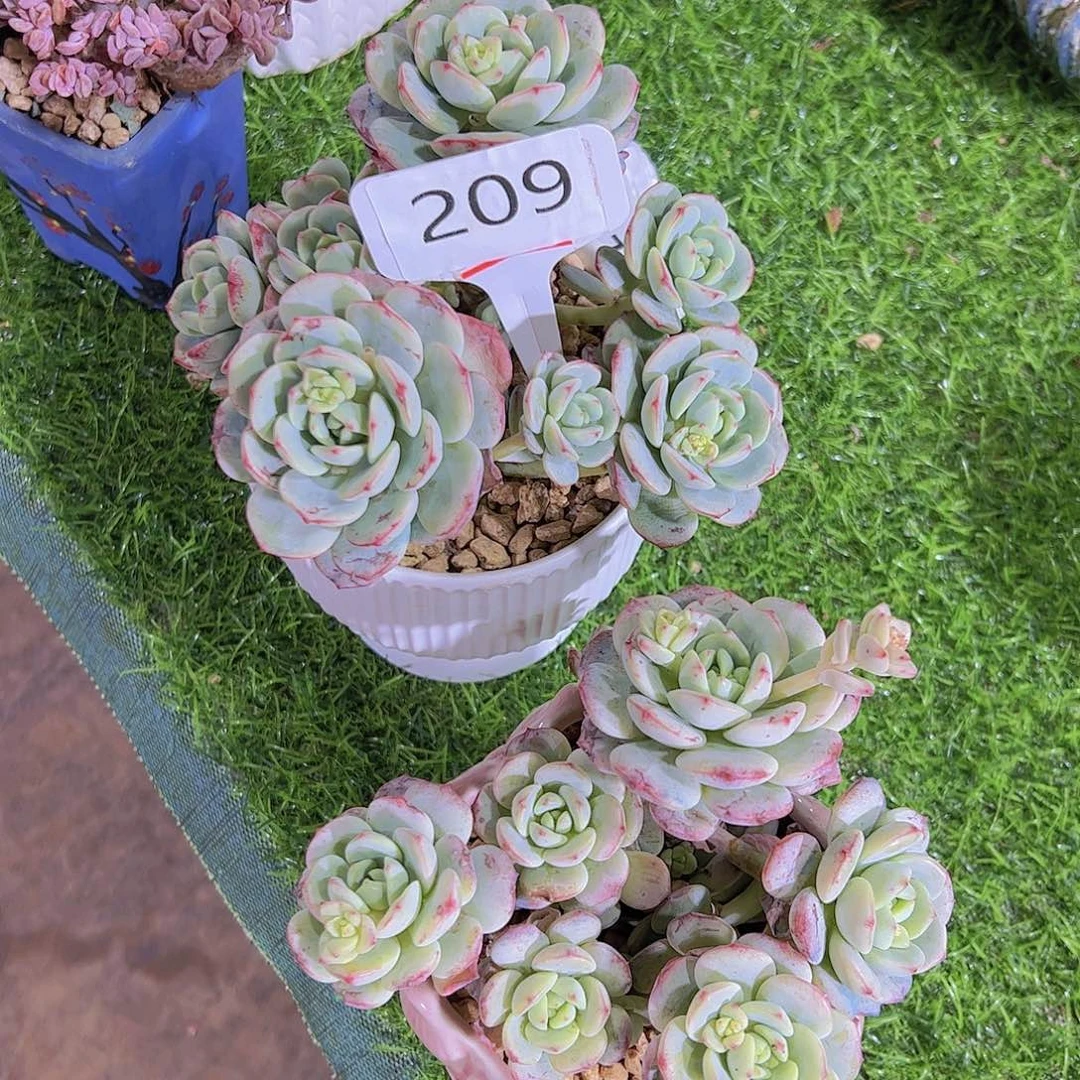 张**?209两颗香草30元元