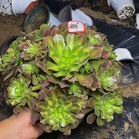 粉女巫中斑老桩886
