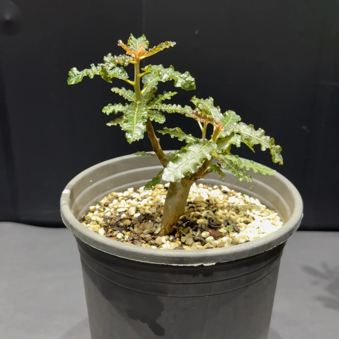 娜娜乳香实生带盆土发货