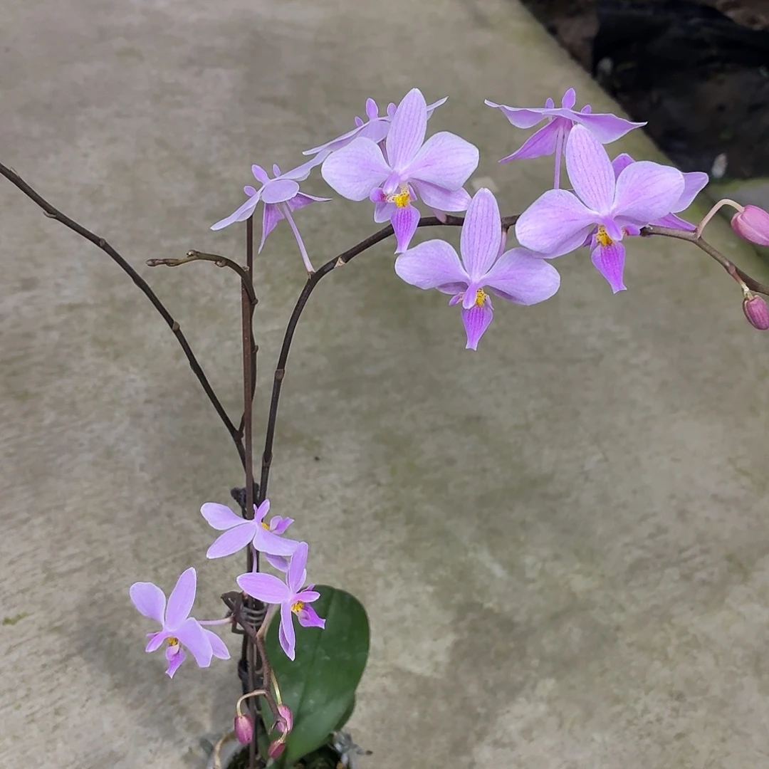 当前无花朵，栽培后可花朵l315 三寸瑕疵ys1156