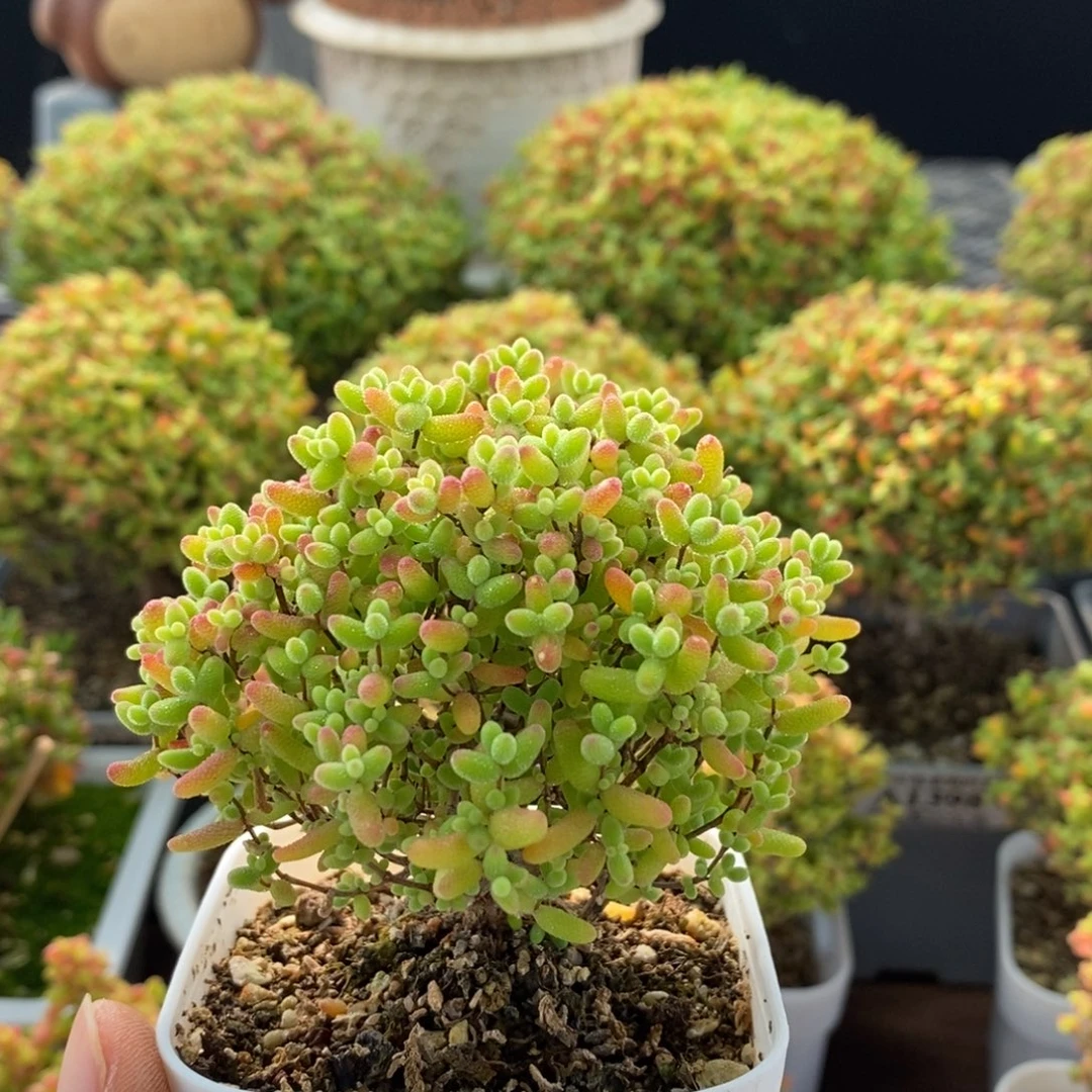 蜜橘糖球1498枝干番杏