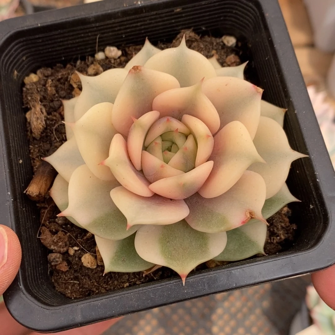 贝加尔湖微瑕多肉植物