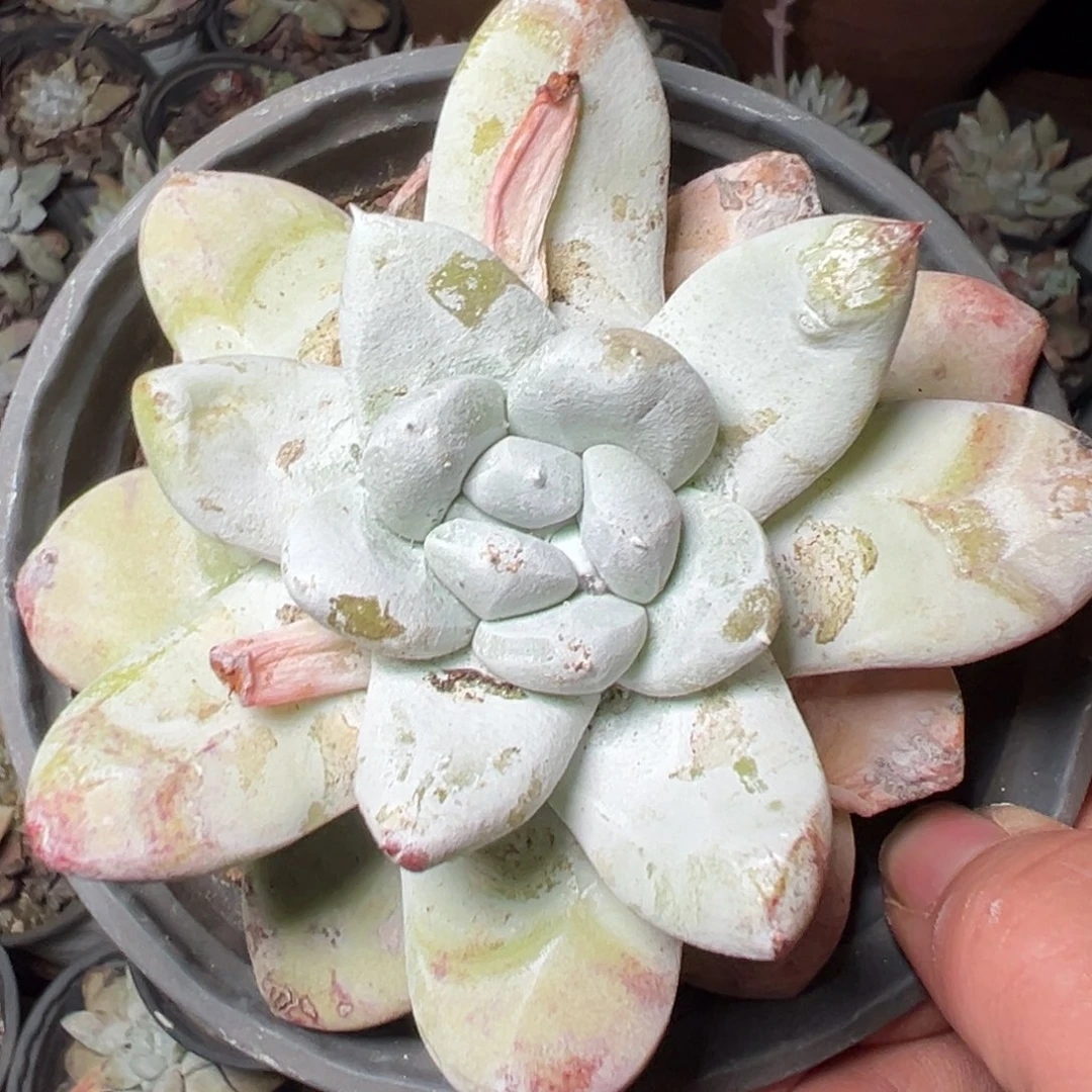 527哈哈哈哈哈哈哈哈哈