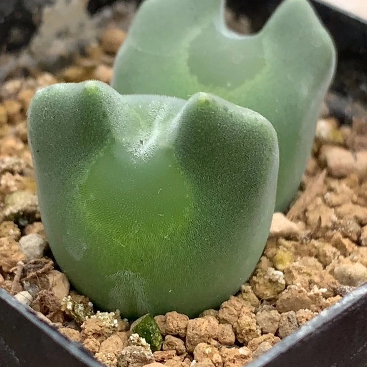精品多肉植物猫耳大眼睛