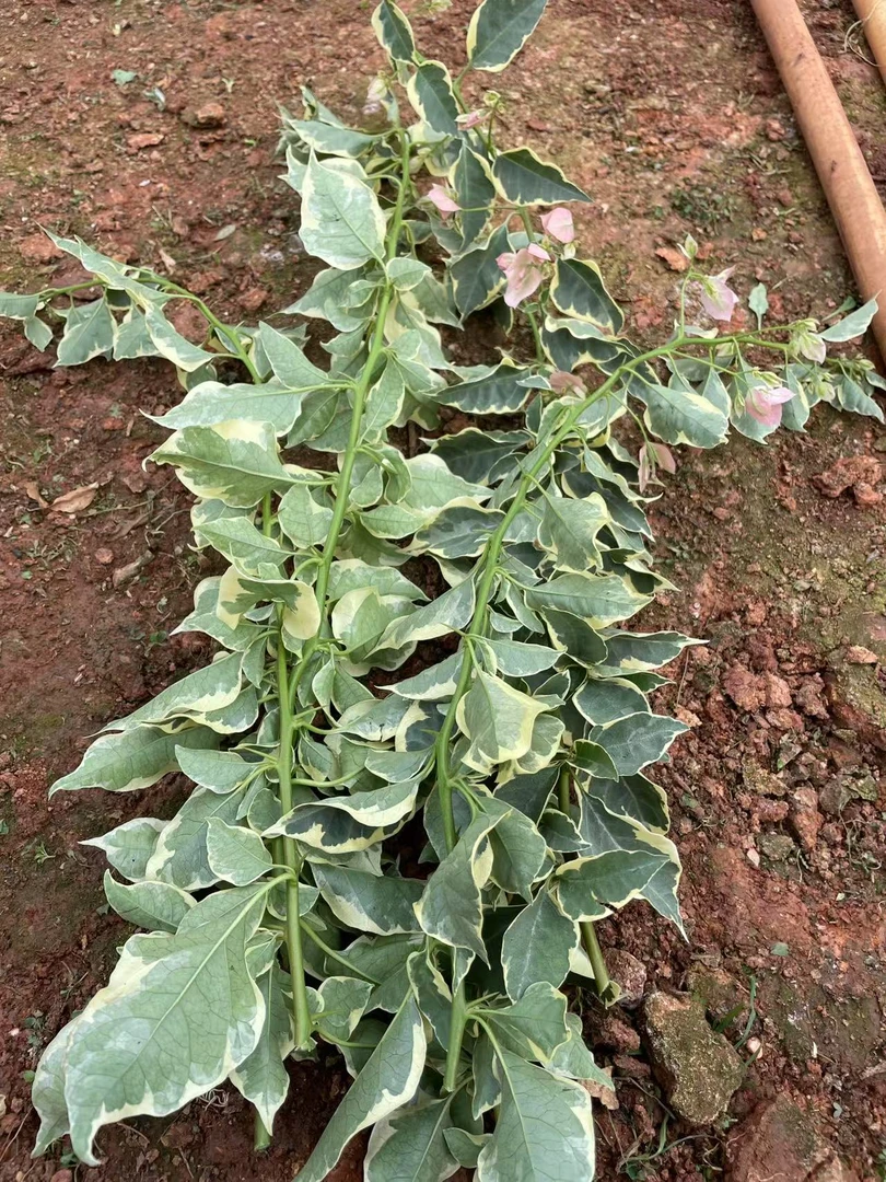 马斯嫁接枝条（35个左右芽）（拍二发三）