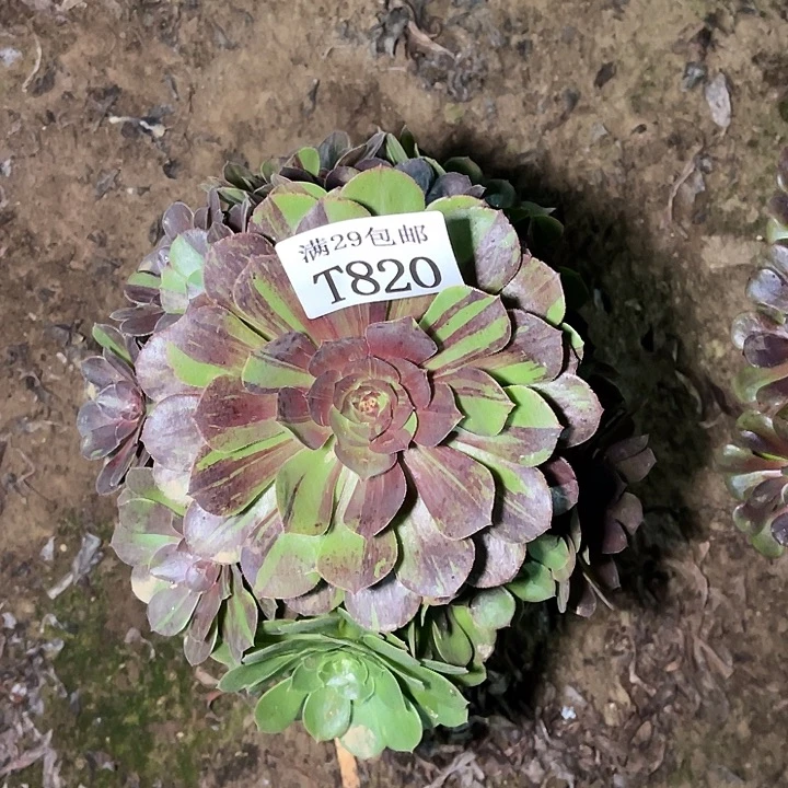 820花月夜  多肉植物