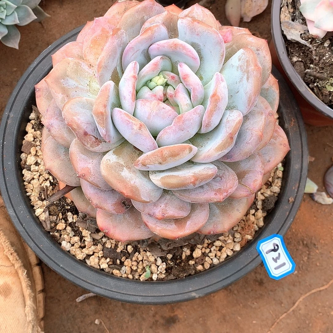 931橙子 一物一拍多肉