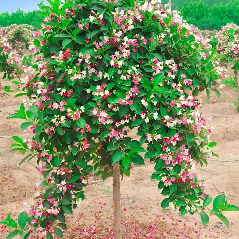 五彩锦带花树苗高杆别墅庭院耐寒大型风景盆栽红王子五彩锦带花树