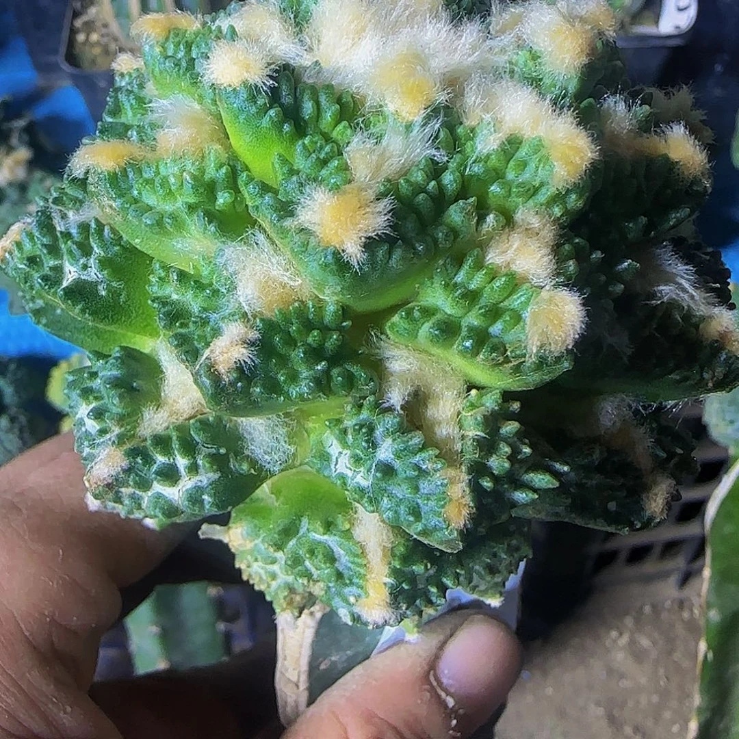 龟甲哥斯拉953仙人球开花