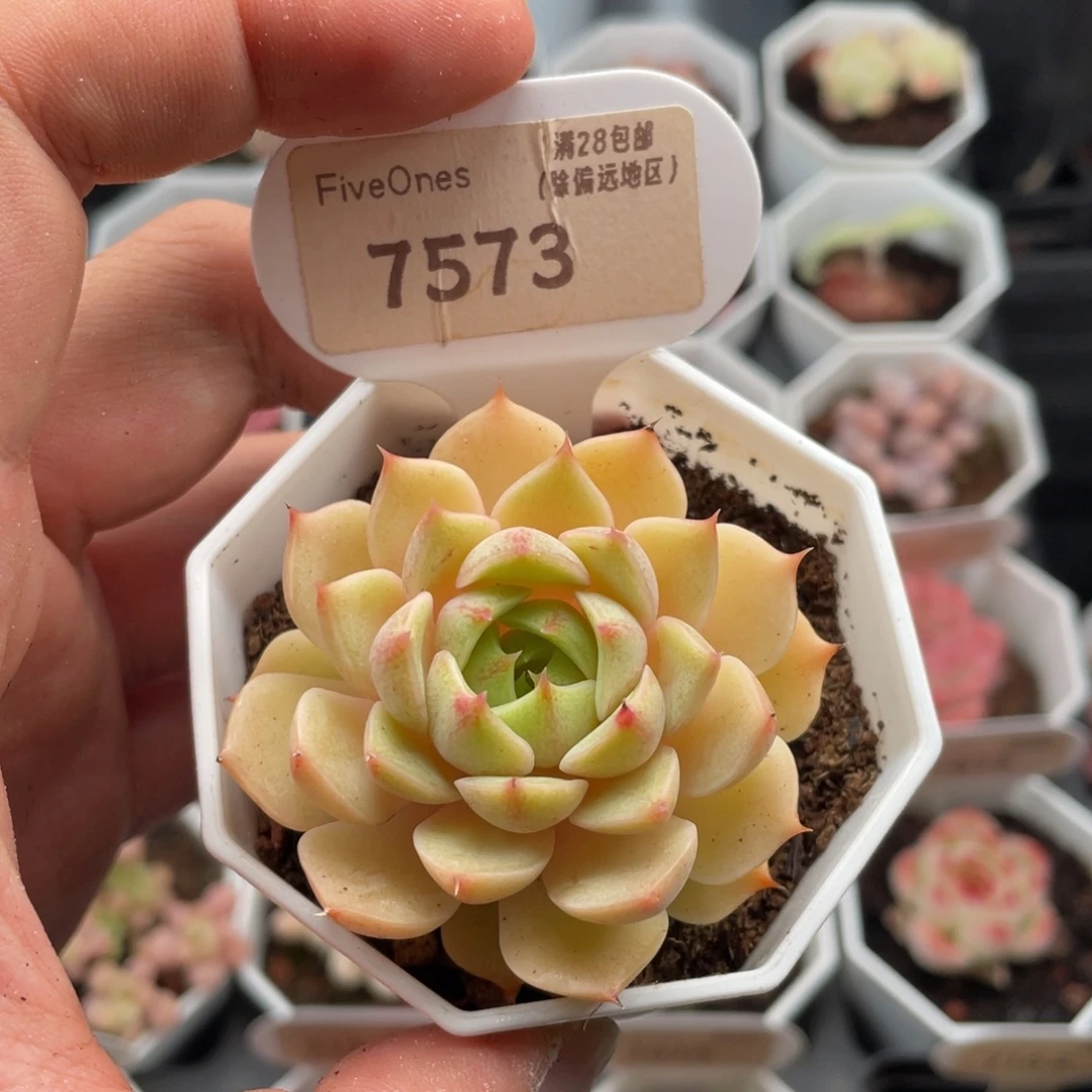 苯巴蒂斯7573-5.5厘米