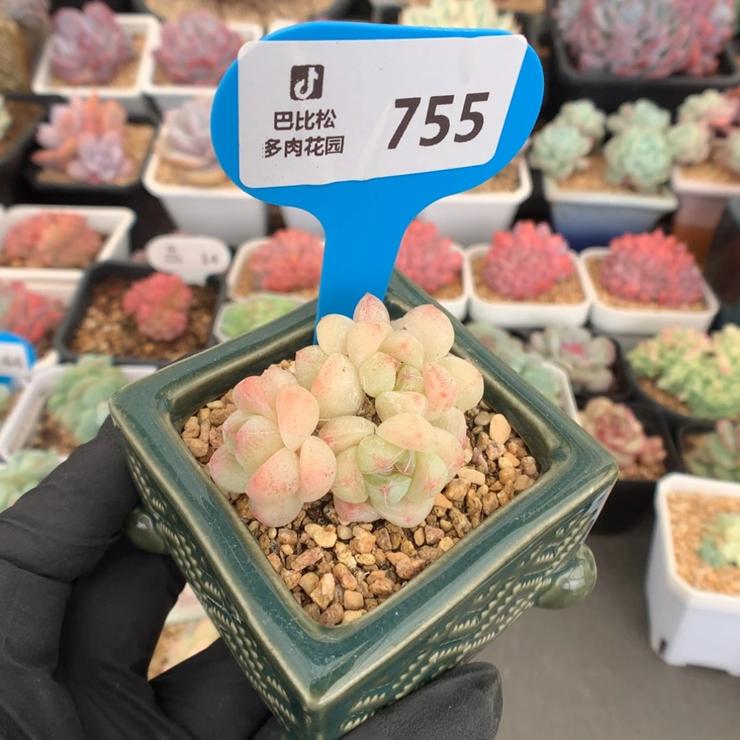 A***儿755 冰玉多肉多肉