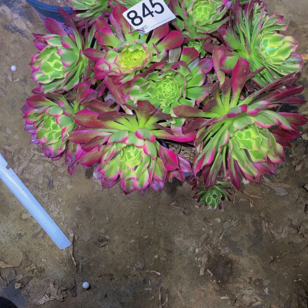 法师多肉植物845