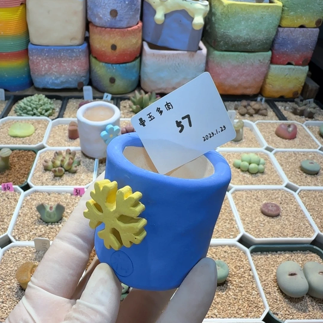 丁*多肉多肉多肉1.25-057