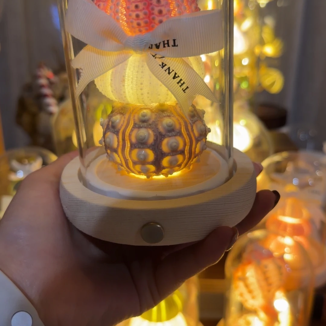 天然贝壳海胆小夜灯