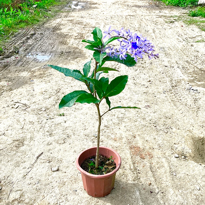 许愿藤泰国大叶蓝花藤庭院园林地栽阳台楼顶盆栽花墙拱门花架花卉
