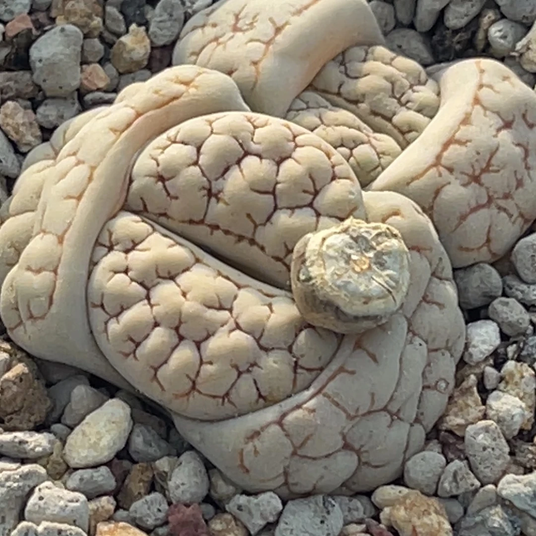 0118双头脑纹189一颗