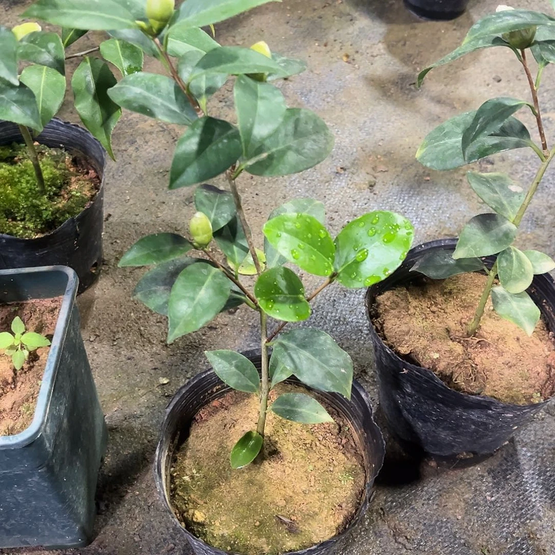 完全开放紫色 葡萄汁