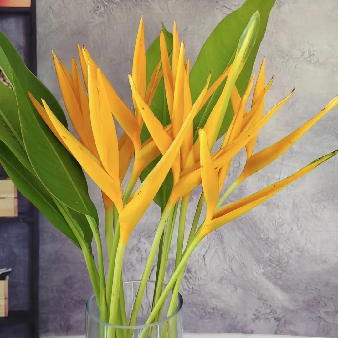 【思芹花卉|黄金鸟】小巧可爱，小众云南热带鲜花，不凑单发顺丰冷链