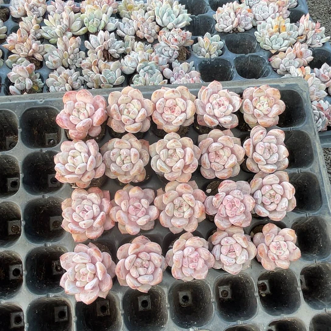 晓***琴澄梦露20棵穴盘苗