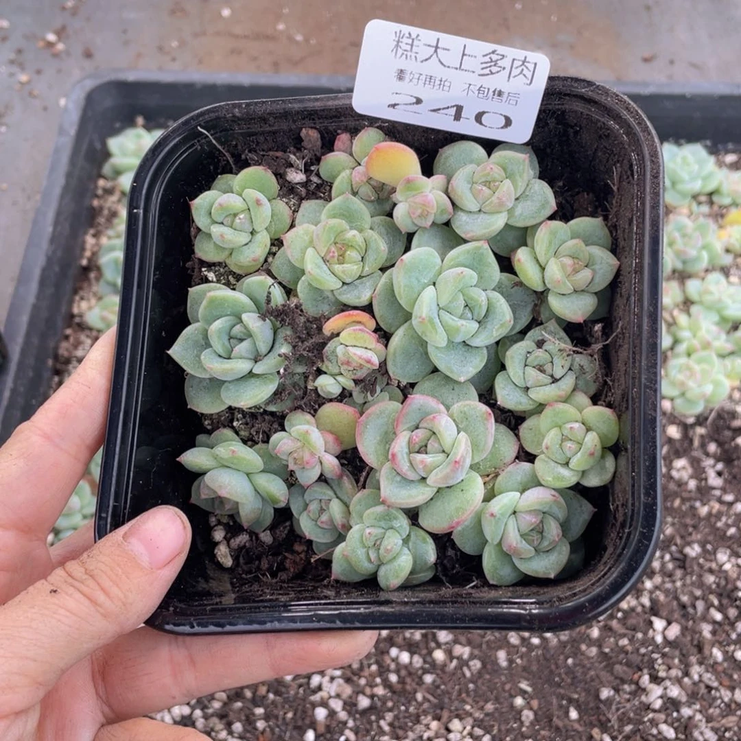 糕大上多肉植物240