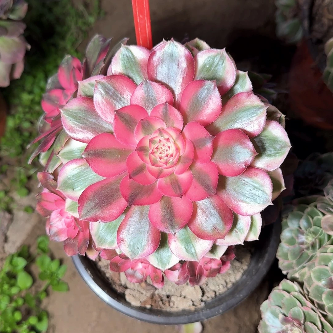 4+1007荔枝多肉法师铭文