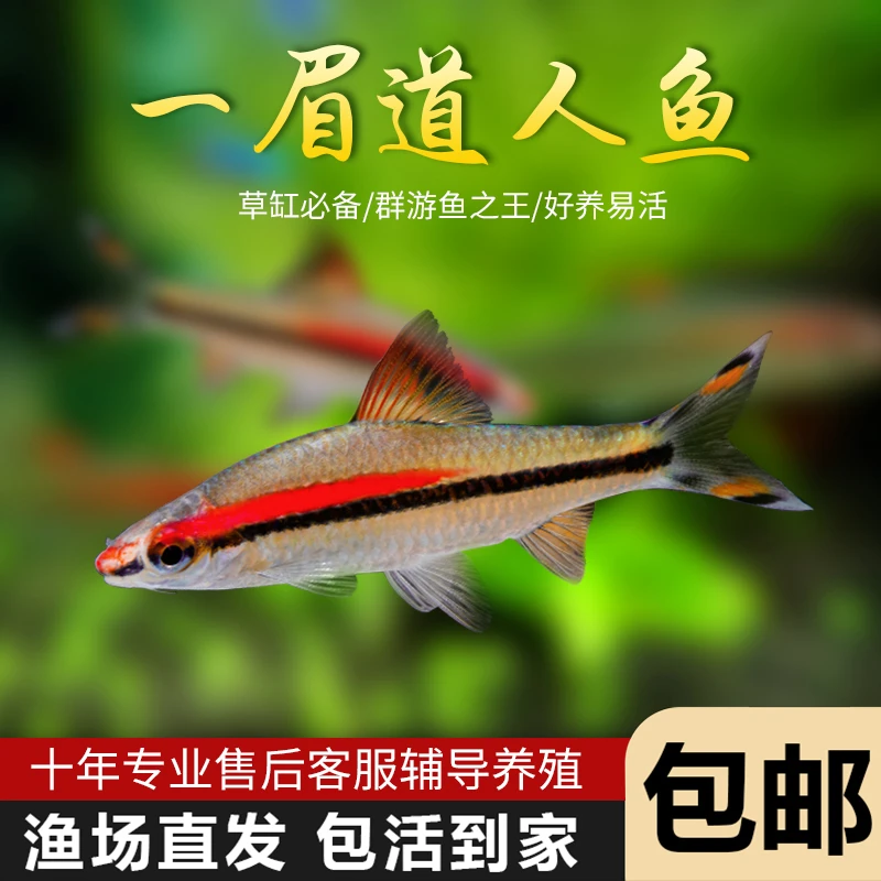 一眉道游鱼观赏鱼活体白云耐活淡水淡水混养工具观赏鱼白云耐活