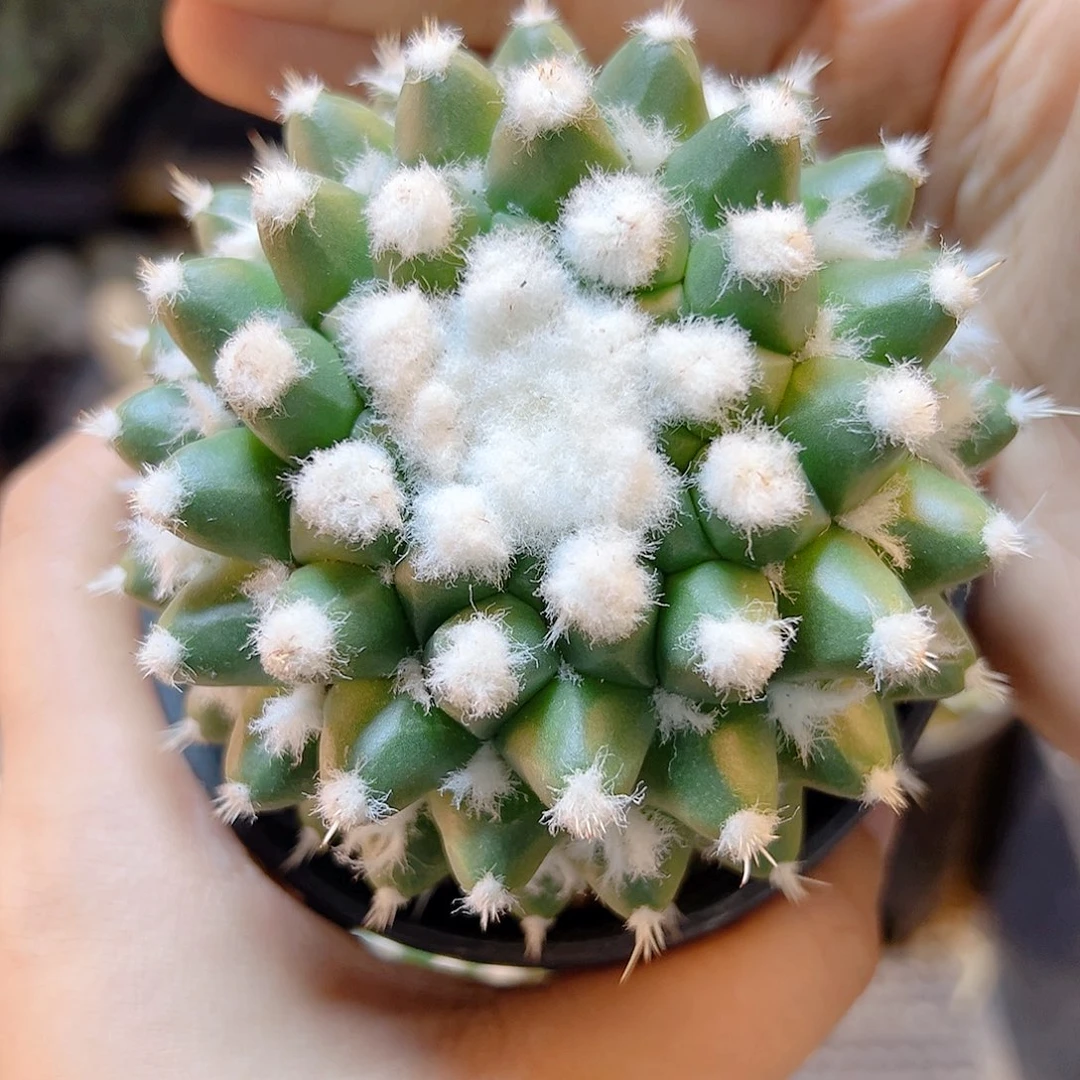 实生雪糕8公分带盆