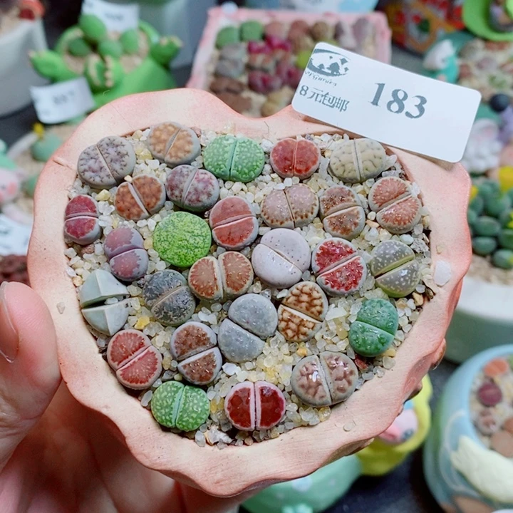 生石花花花花花花183