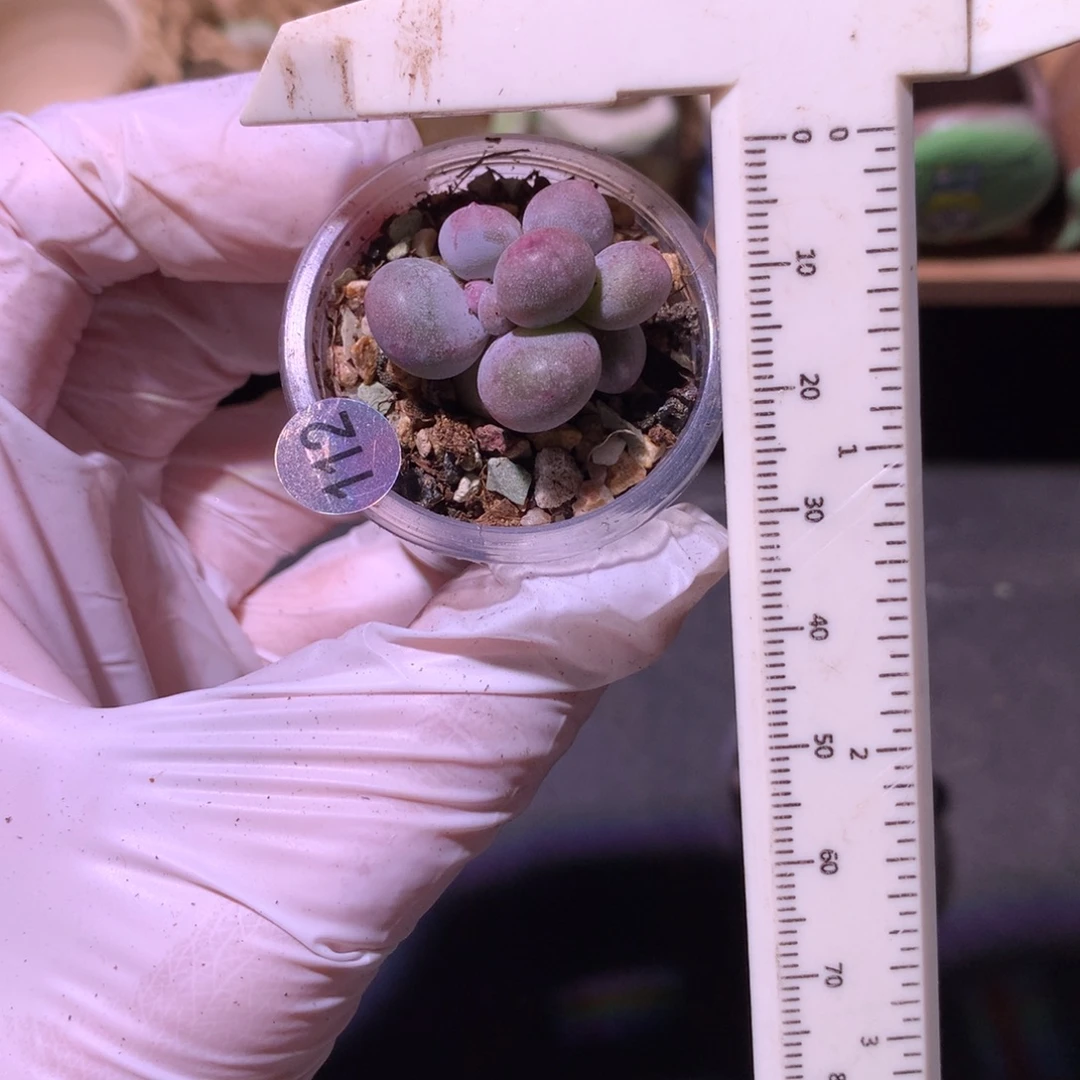 米可奶小球球有锦基因