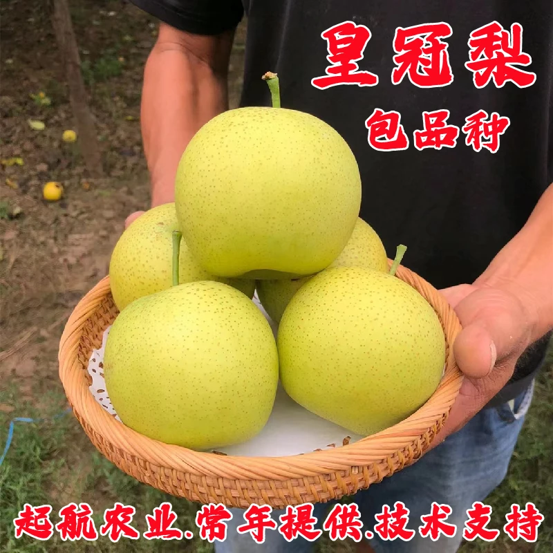嫁接河北皇冠梨苗特大脆甜黄冠梨树苗盆栽地栽南北方种植当年结果