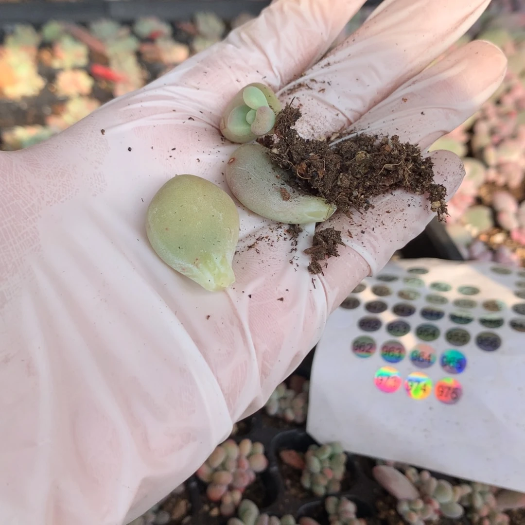 小***?加菲猫奶酪多肉加菲猫