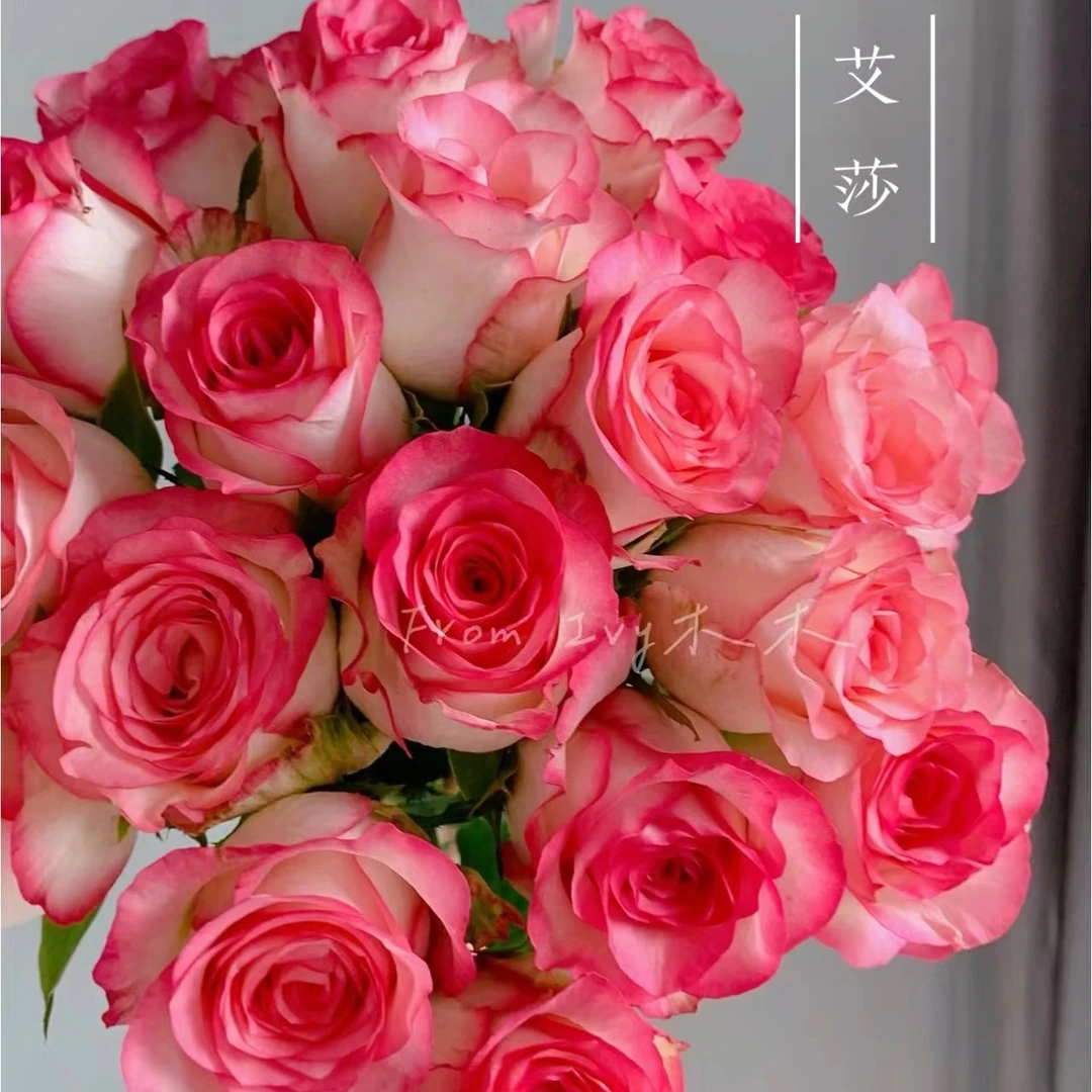 【爱莎】玫瑰10枝水养鲜切花