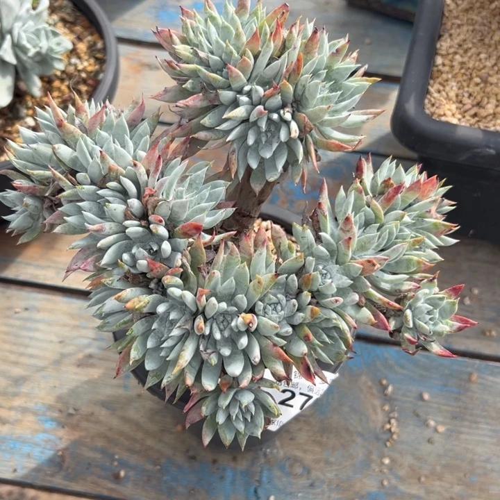 雪山苹果叶缀～微微瑕276